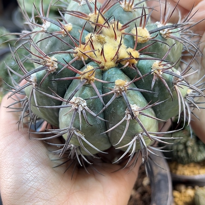 66号根芽雷帝平丸带割刺含刺11.5公分