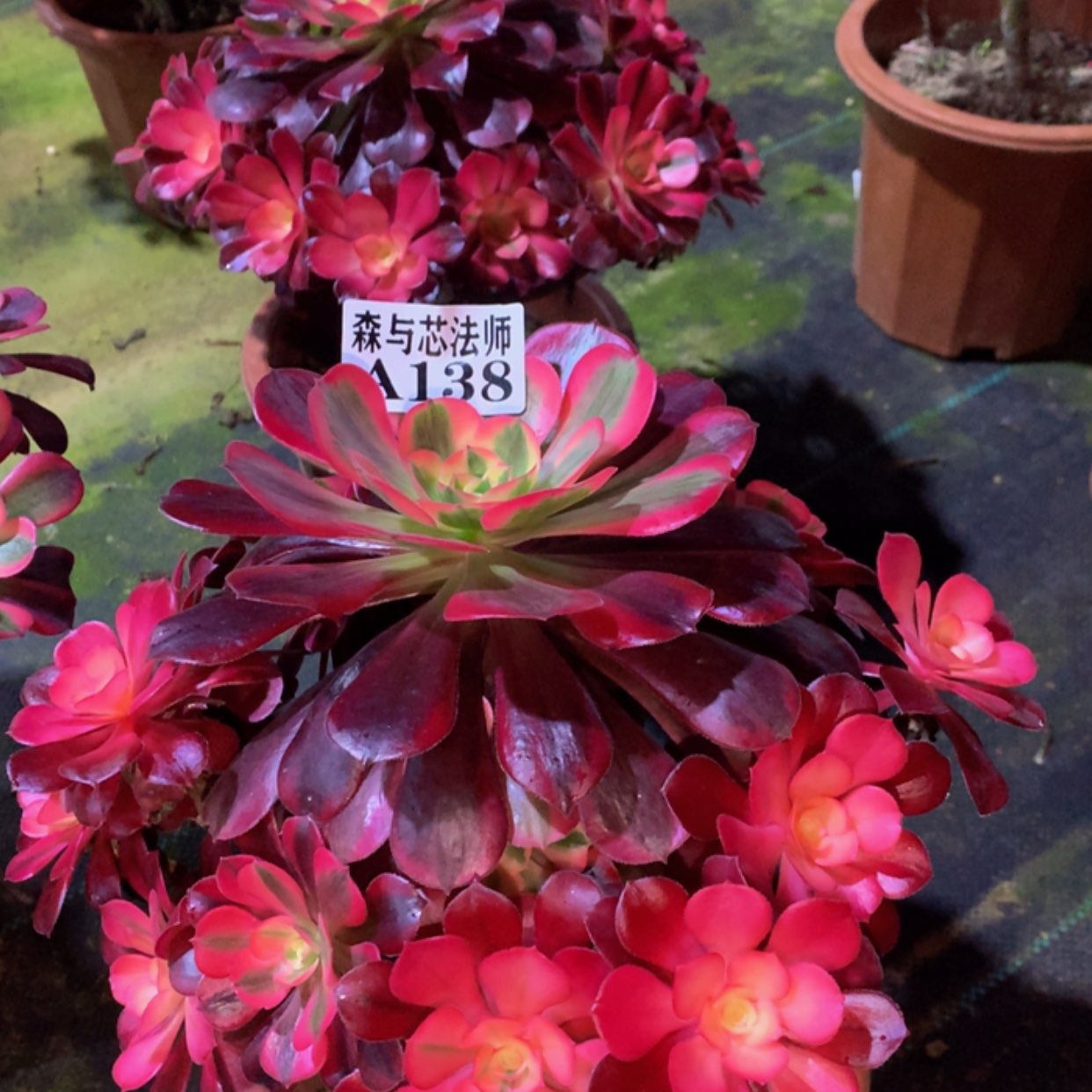 【闪购商品】138美杜莎