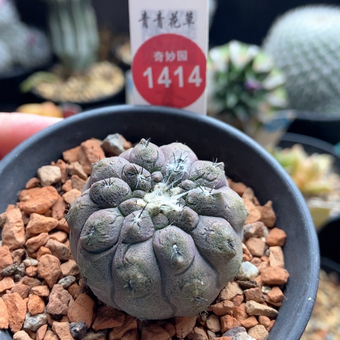 实生蜥蜴皮3.8cm