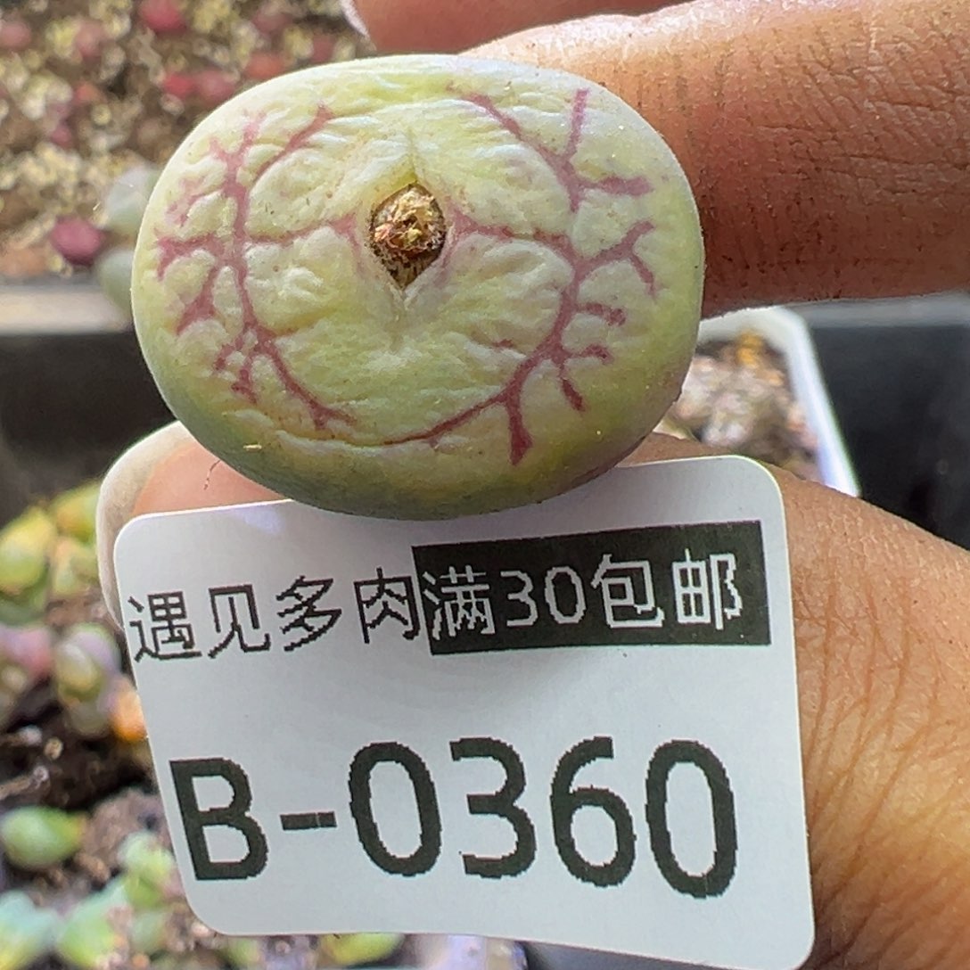 多肉植物11111111111111111