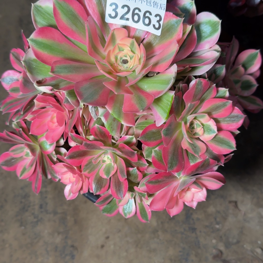 32663女巫多肉植物