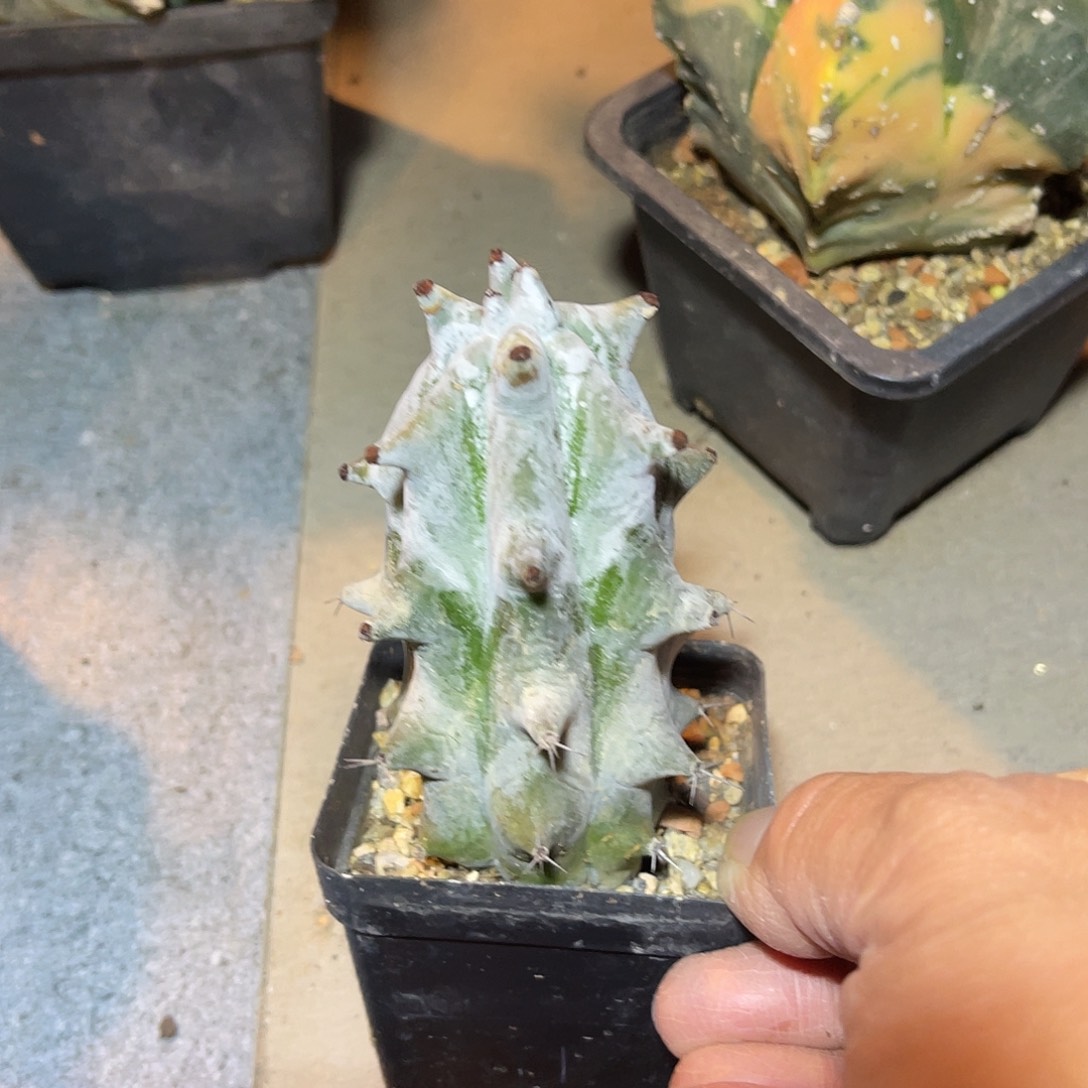 雷斧阁仙人柱一物一拍