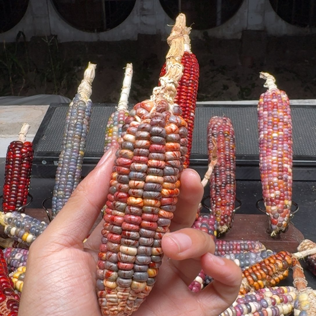 露***娜柏香籽/百香籽吊坠