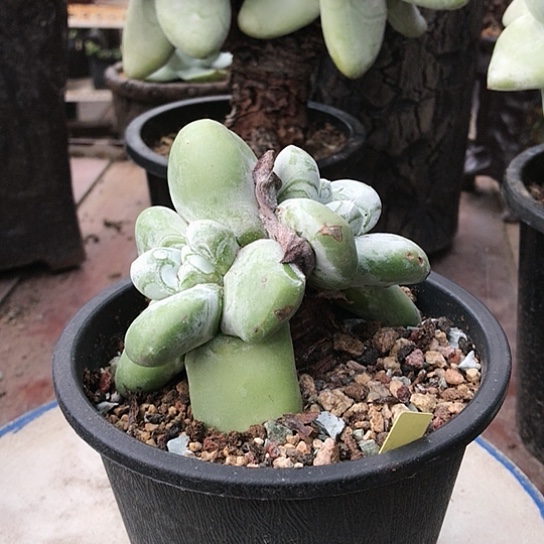 原产地拇指仙女棒杯