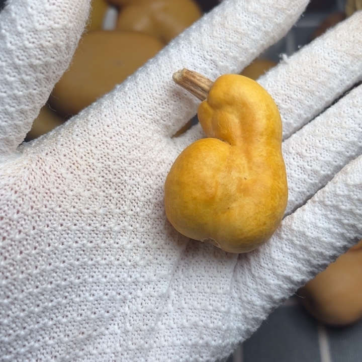 清***风666666风裂6666666