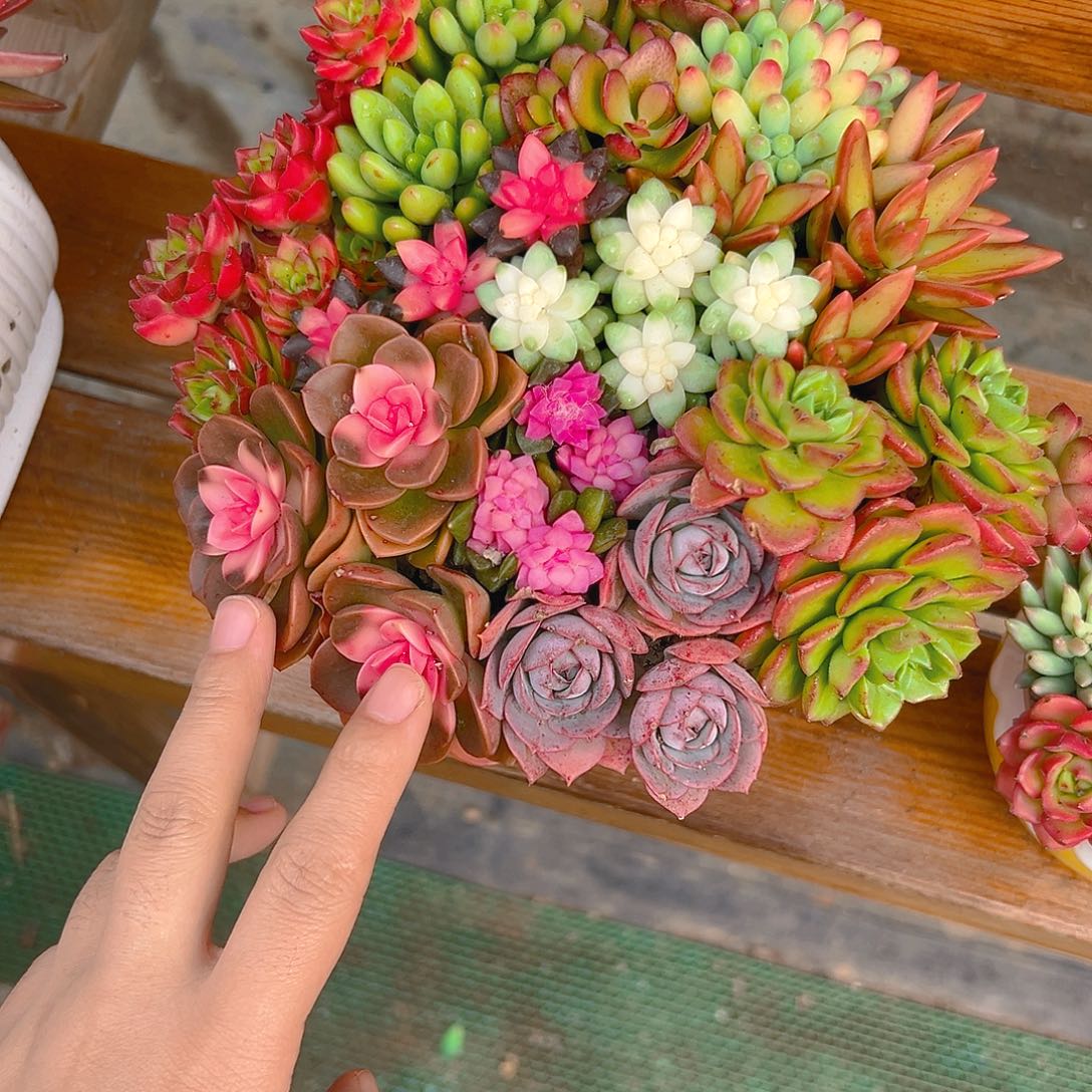 花篮多肉组合花园