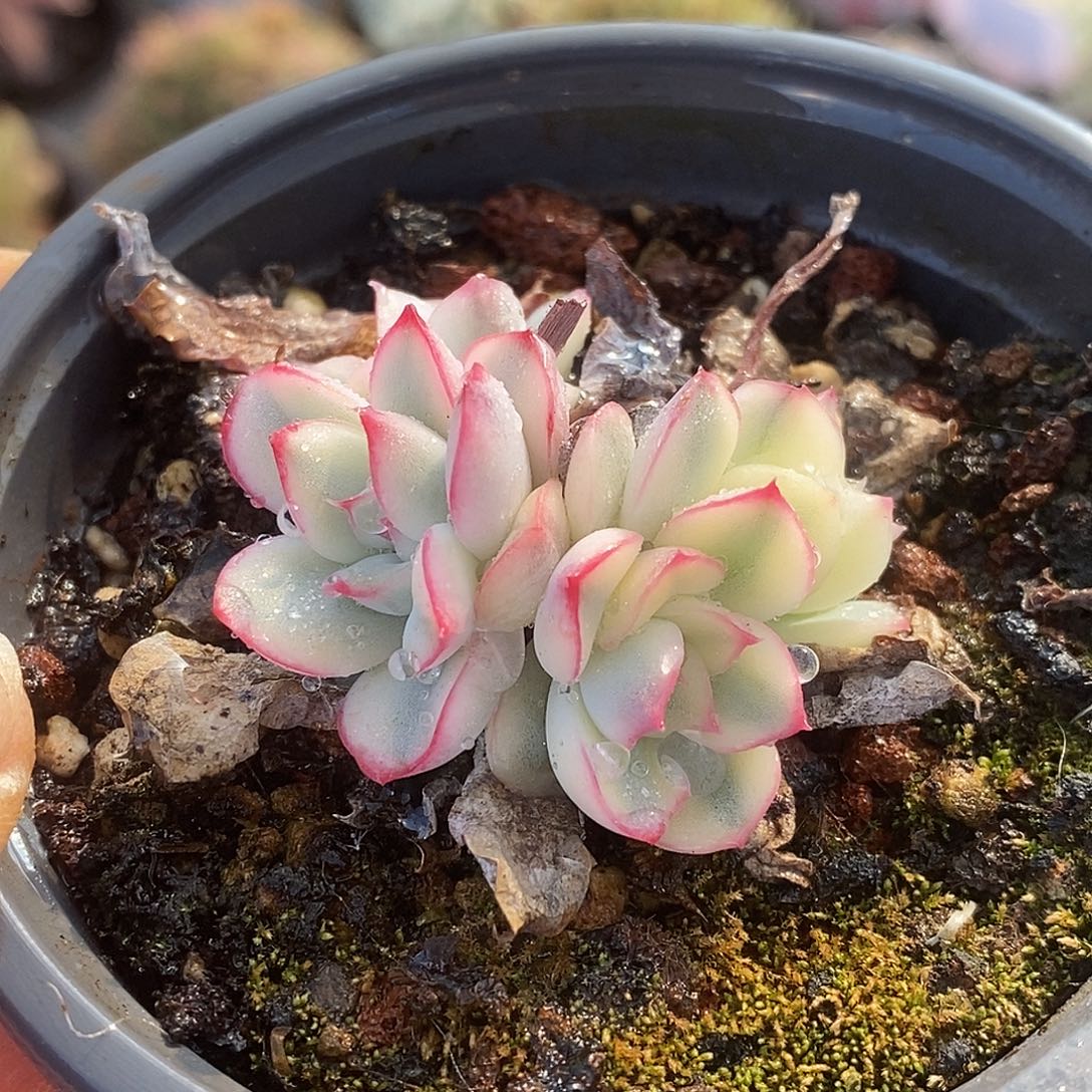 399哈哈哈哈哈哈哈