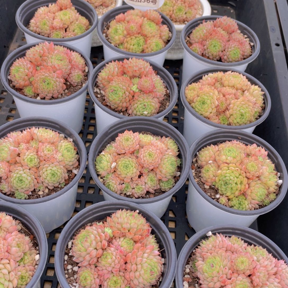 量拍36号 小红丁群生一个