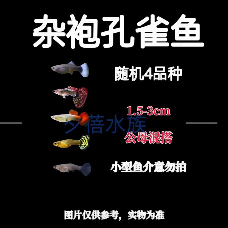 【杂袍花色孔雀鱼】小型观赏孔雀鱼凤尾鱼热带淡水小鱼好养耐活