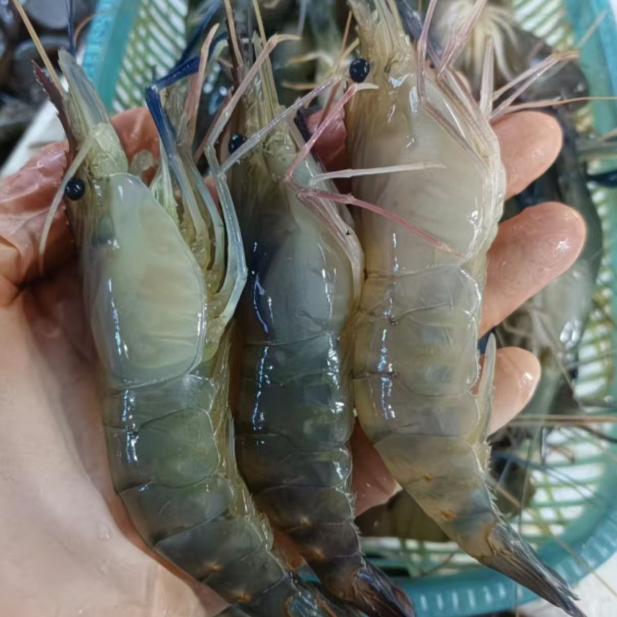 S1【大大号】新鲜速冻罗氏虾4斤肉质鲜美顺丰冷链发货