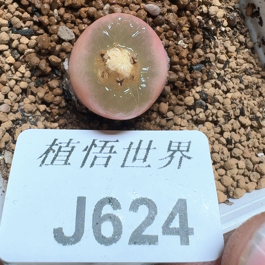 624号多肉植物哇v
