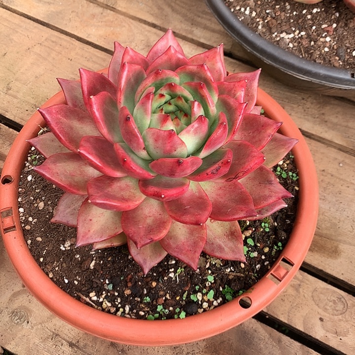 老***哥美肉特价活动开始了