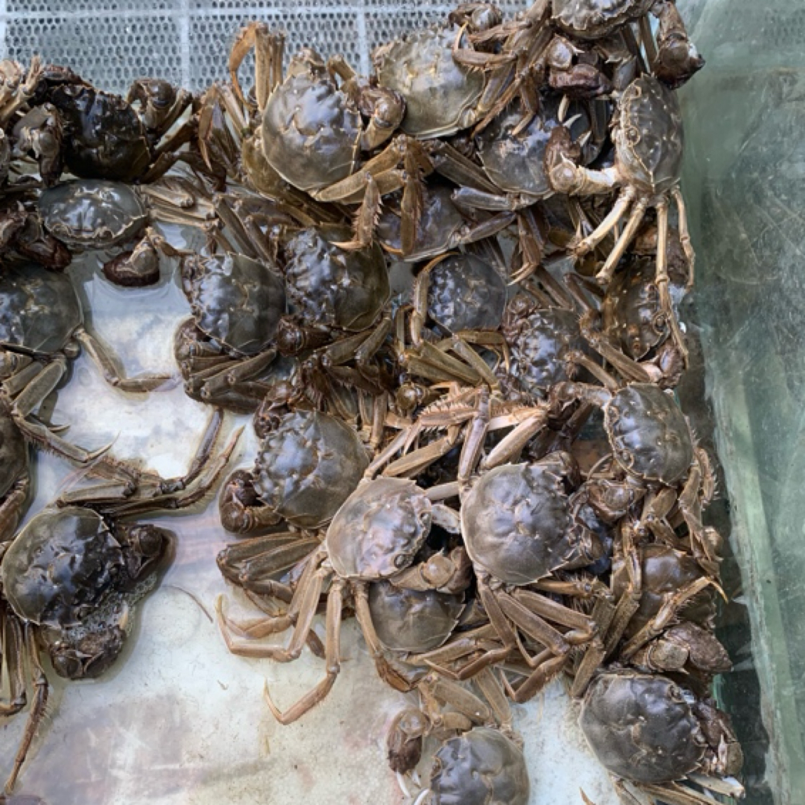 鲜活大闸蟹母2两一只