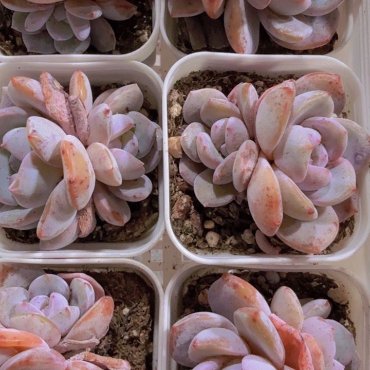 韩版奶茶双头一颗