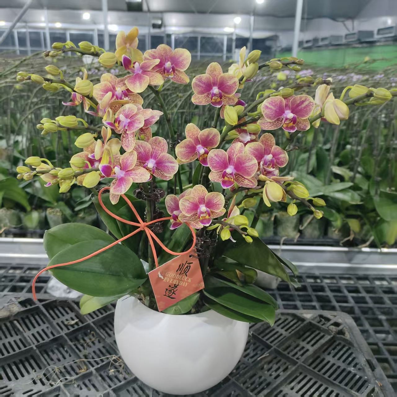 成功【金蝶】蝴蝶兰花卉带花剑盆栽四季植物