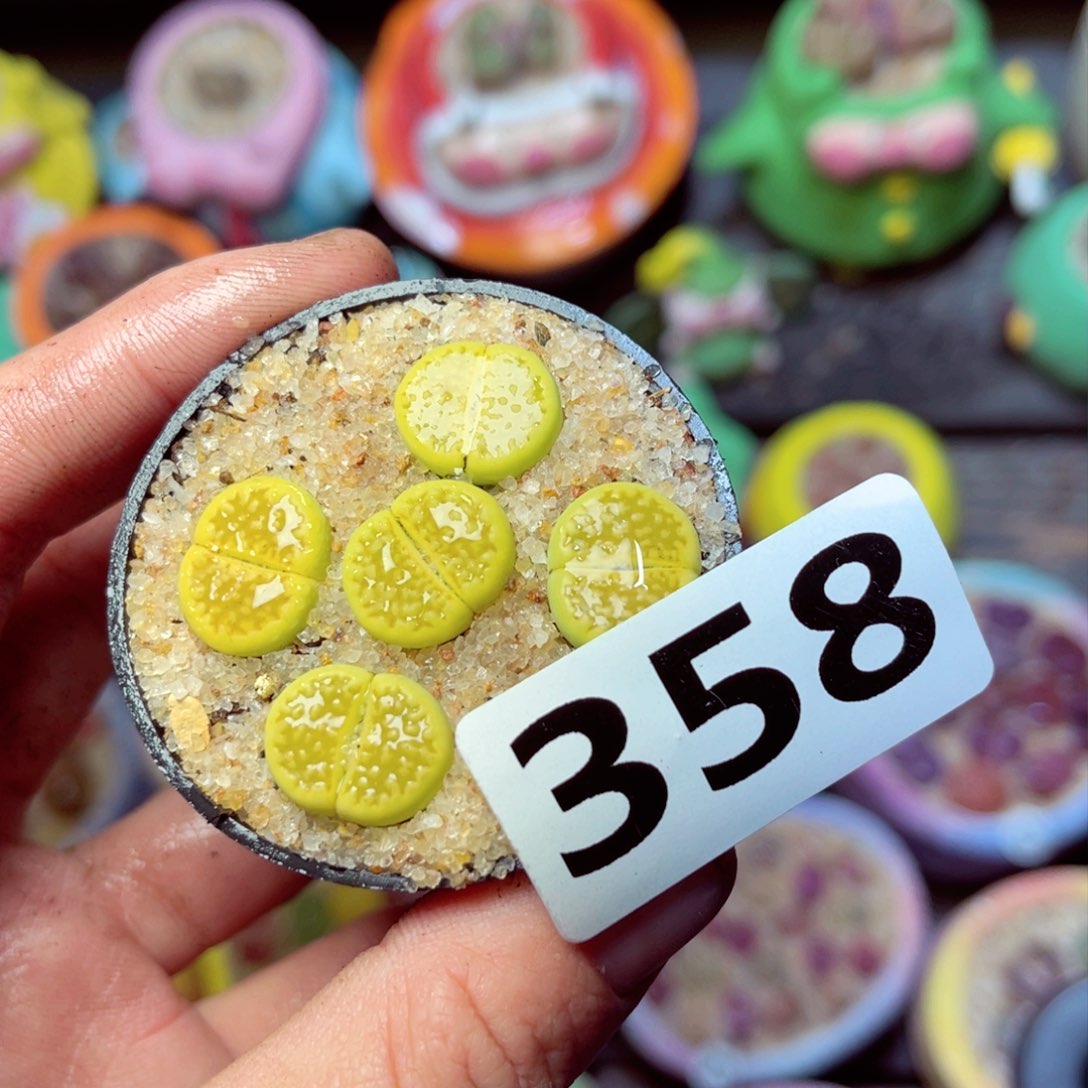 358生石花带盆发