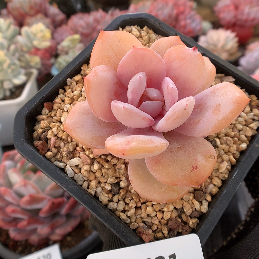 621奶茶多肉植物6666