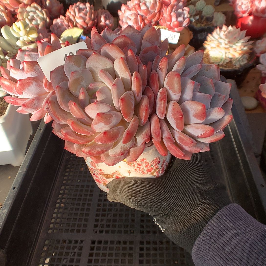 404雪天使多肉植物66666