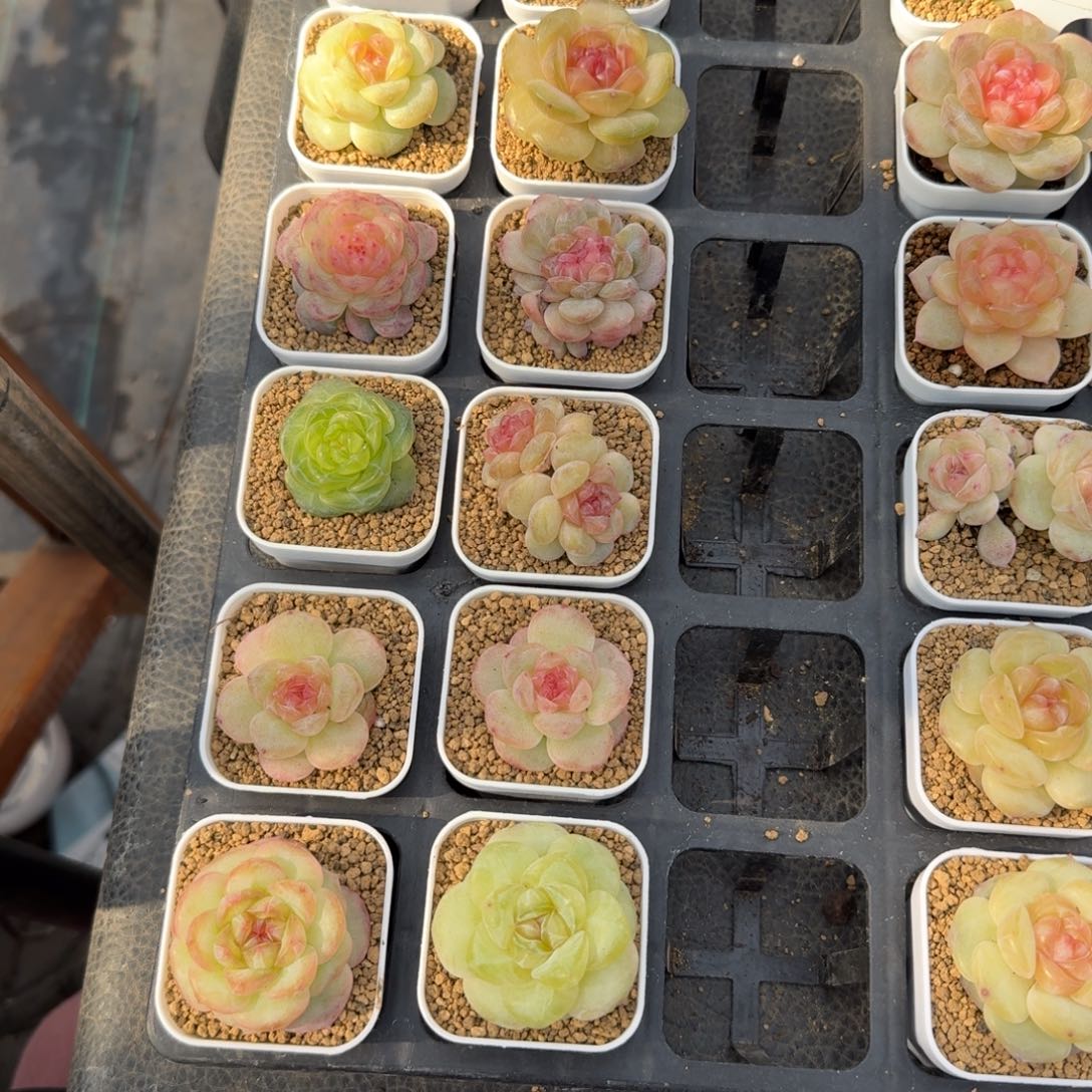 该***了1201-022-打包枸杞