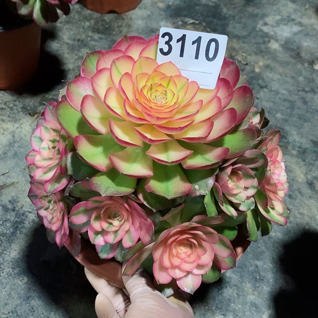 红陶3110荔枝冠20.22