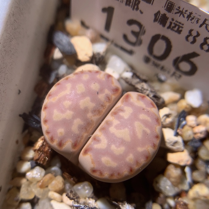 zzz精品生石花1306