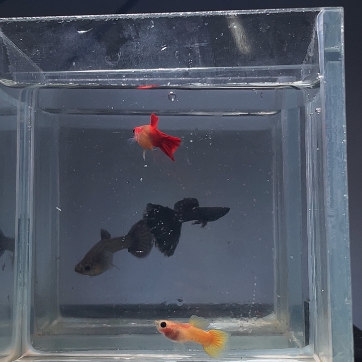 苡***宝孔雀鱼黄金公+红头公