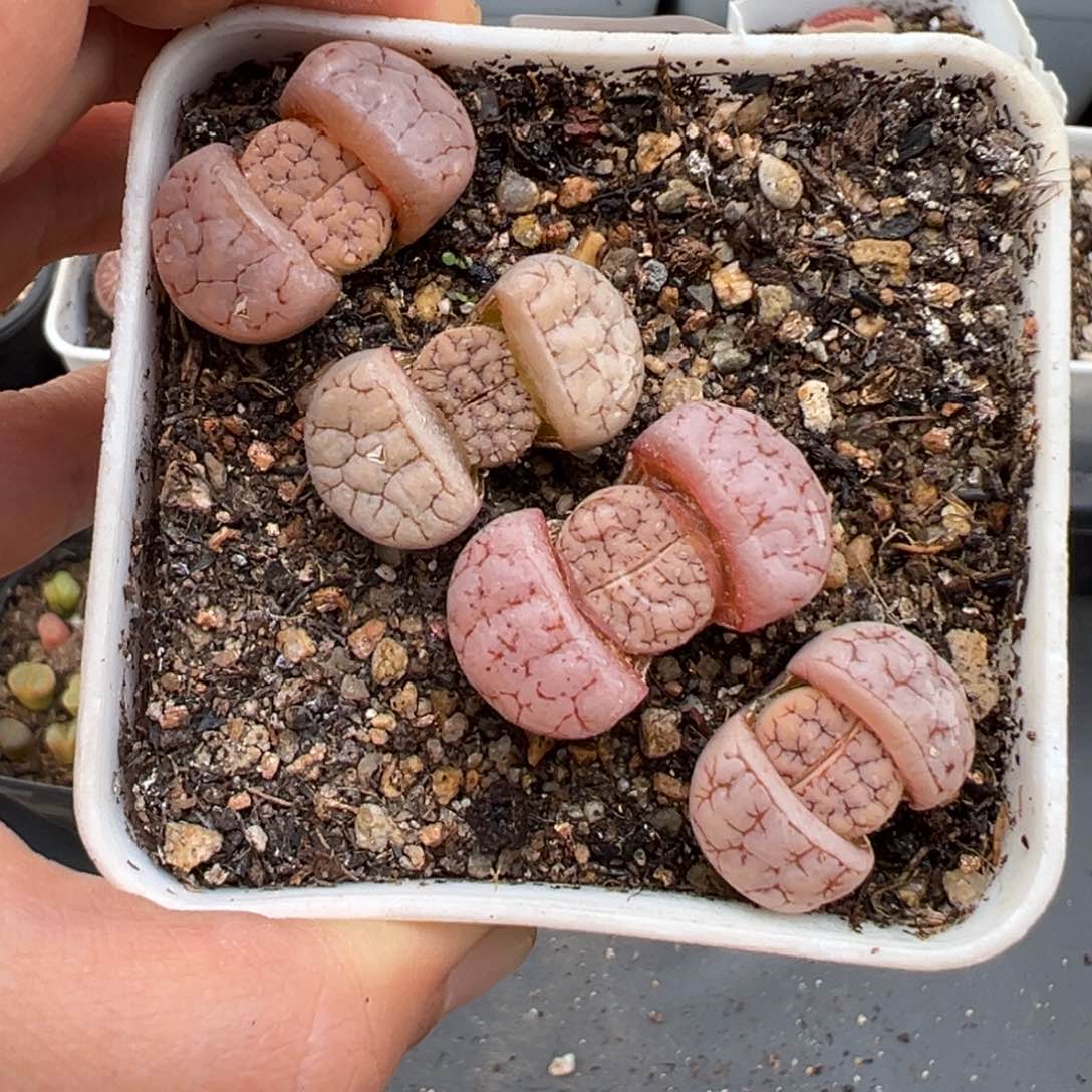 2.2好看的多肉a099