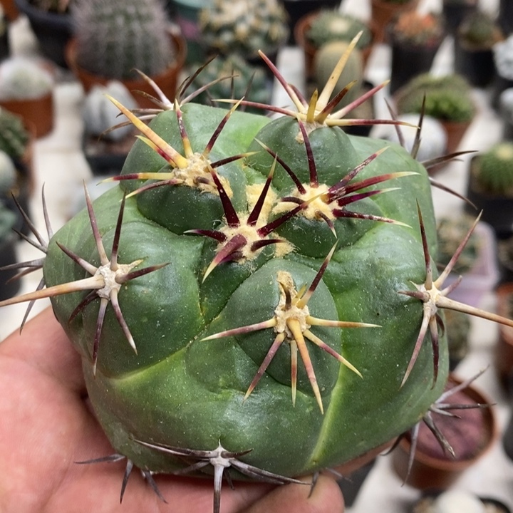 大红鹰苗接侧牙特价