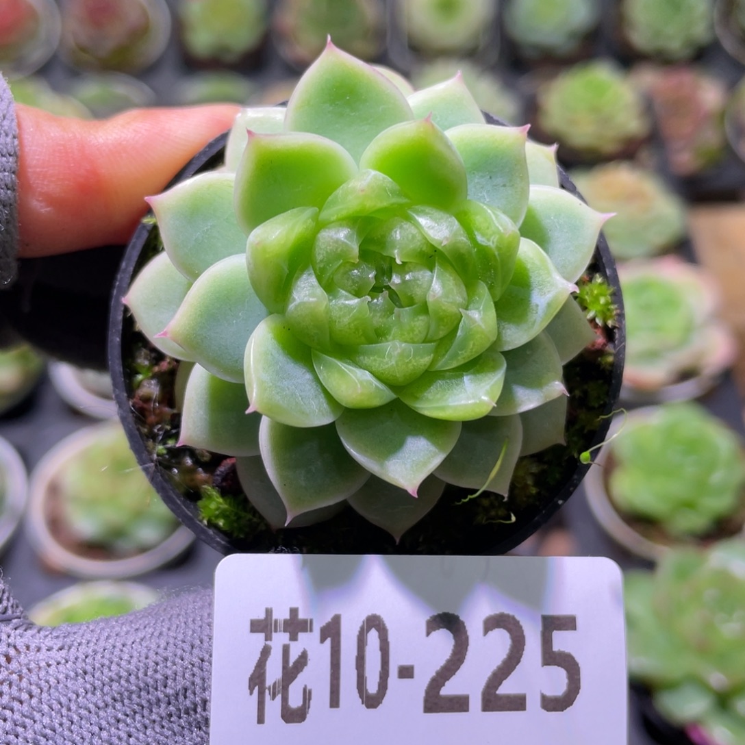 花利美10-225珍妮  