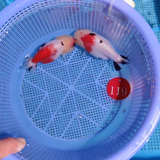 金鱼119兰寿两只特价顺丰包邮