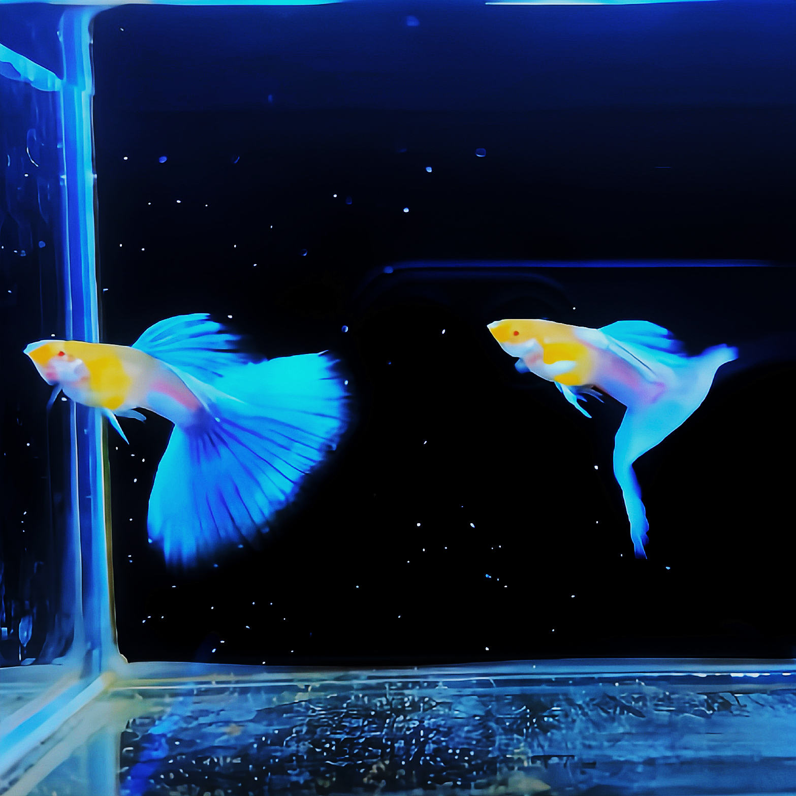 天空蓝白孔雀鱼，蓝白孔雀鱼种鱼孕母天空蓝缎带胎生鱼小型鱼