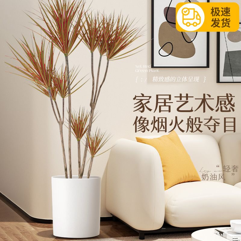 千年木绿植盆栽三色五彩七彩铁龙血树室内客厅庭院马尾铁耐旱绿植
