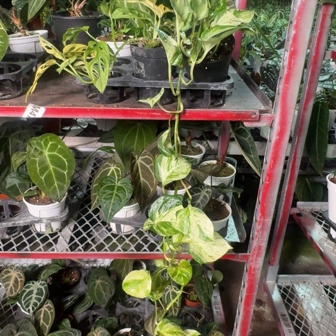 核***财完全开放D89快乐叶子