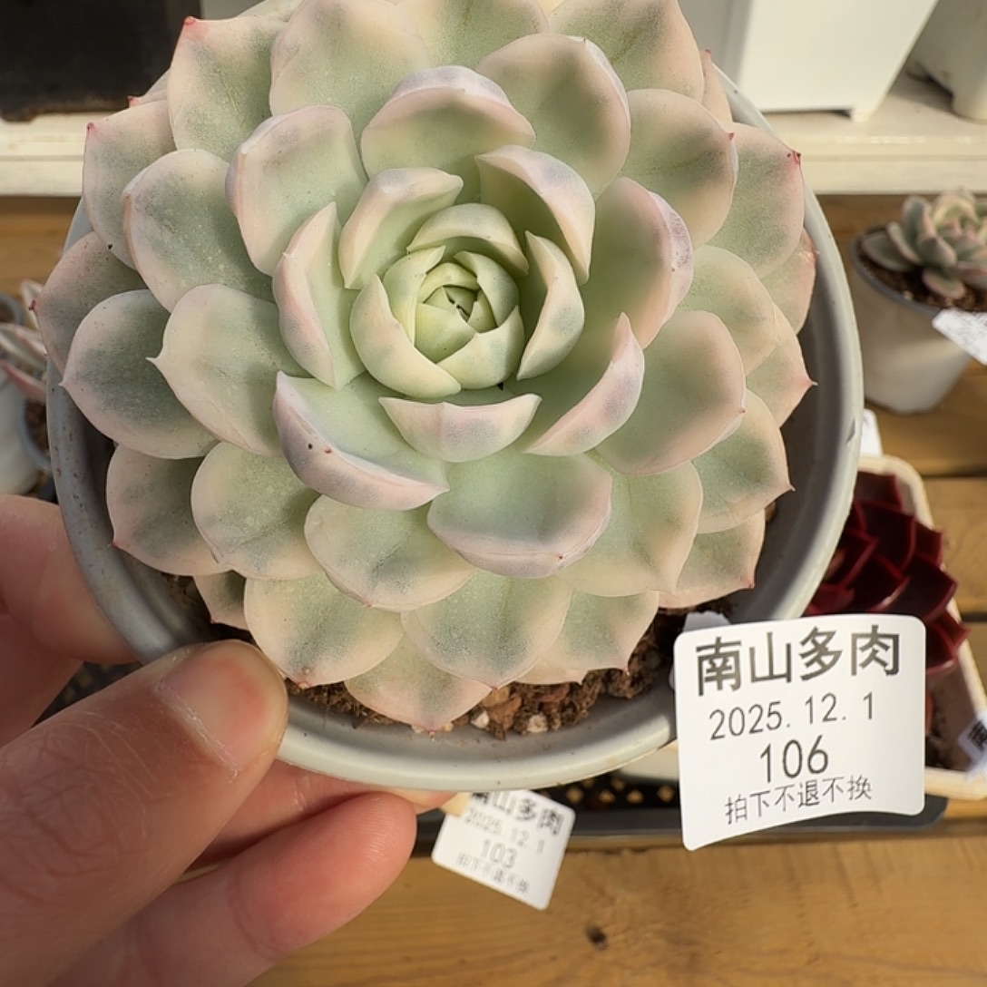 雪球锦111111121-106