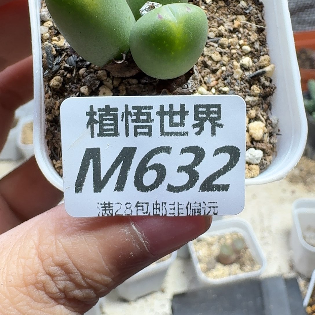 多肉植物的润泽gbn