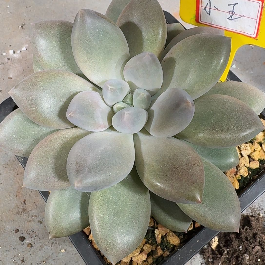 小***王小王多肉哥特一颗