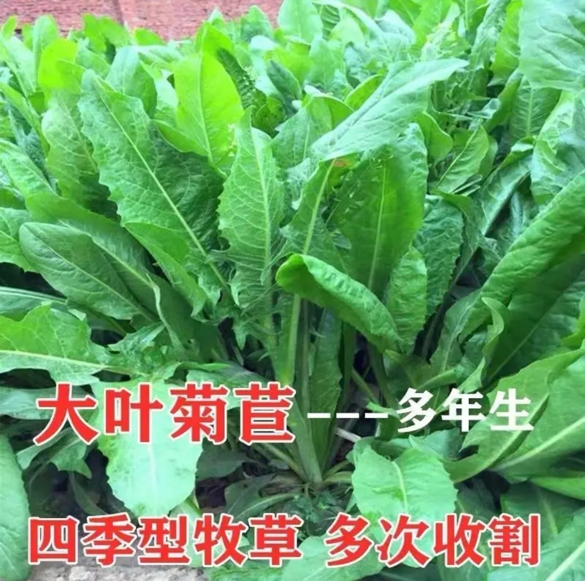 菊苣草种籽将军大叶菊苣四季生长高产牧草种子牛免鸡鸭菜多年生F