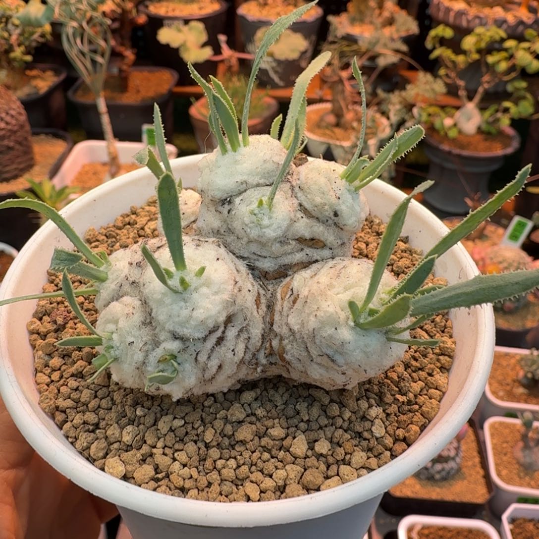 刨花厚墩菊103 仙人球