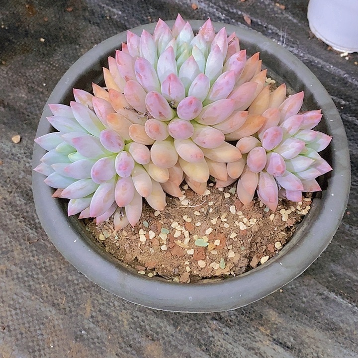 白***索罗门多肉植物群