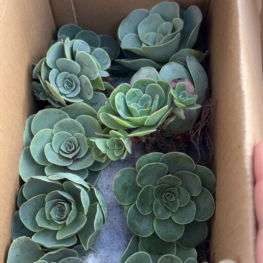 陈陈903山地玫瑰多品种