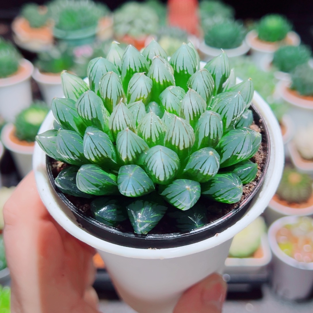 子弹头黑肌玉露多肉多肉