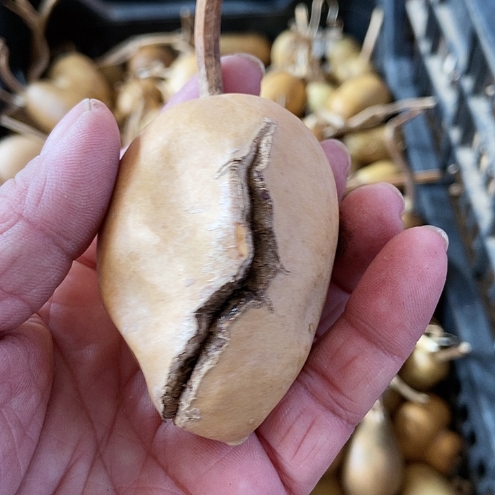 字**人h d k c s sh d d d