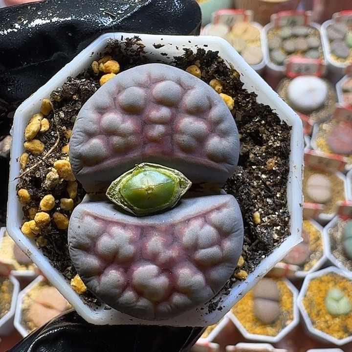 生石花3:：：：。  81号。 3.7左右