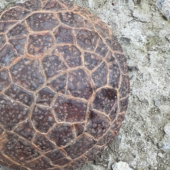 牛***藏石材龟纹石最低哥