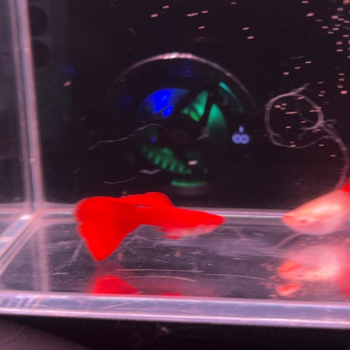 海水鱼血红大C1对