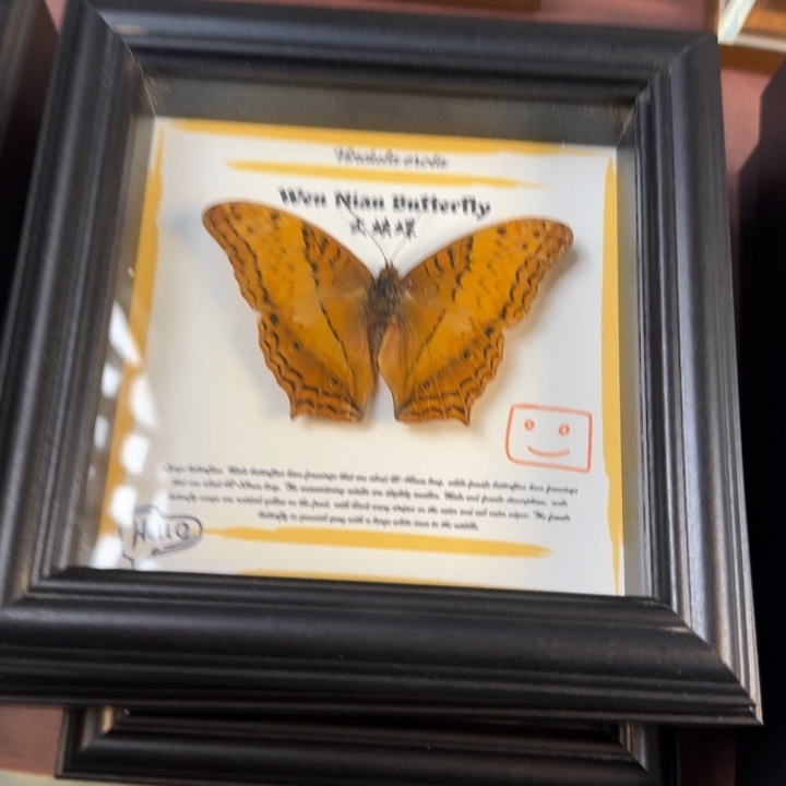 蝴蝶标本蝴蝶标本