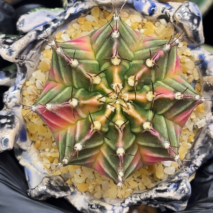 梦幻八音盒 一物一拍 