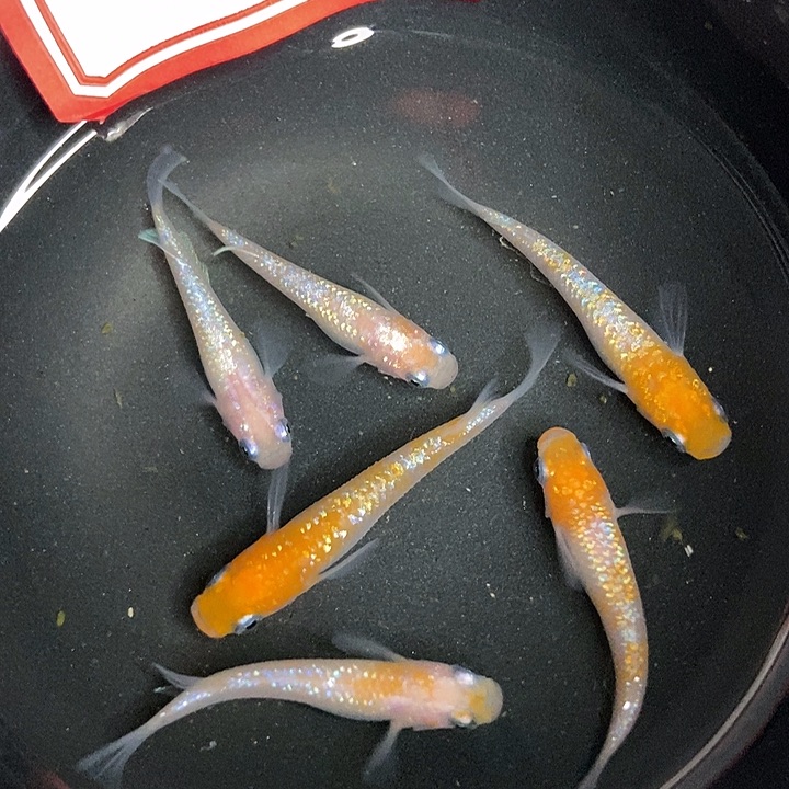 青鳉鱼观背青鱂41号王华