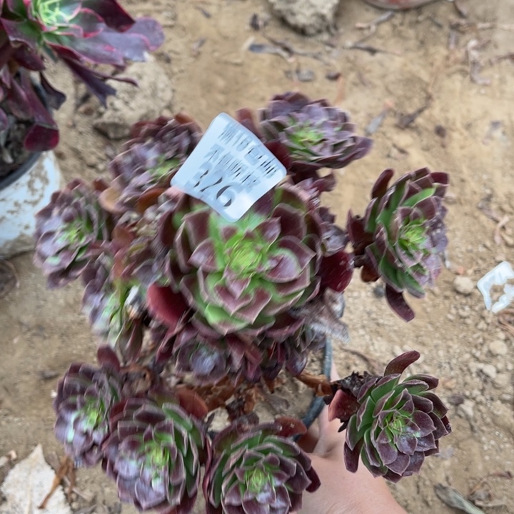 326黑魔手捧1号棚