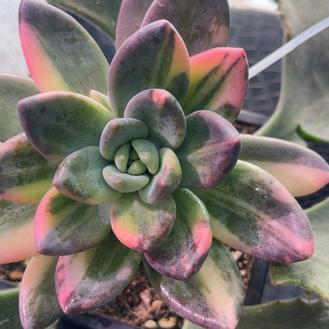 失***控尚品园艺福利紫丽殿锦落地